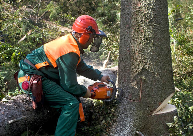 best tree removal services