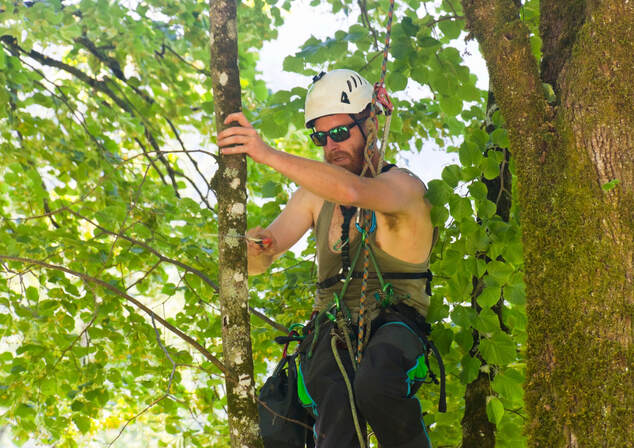 best tree cutting and tree pruning services